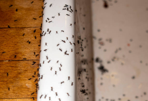 Best Best Pest Control Companies  in North Fair Oaks, CA