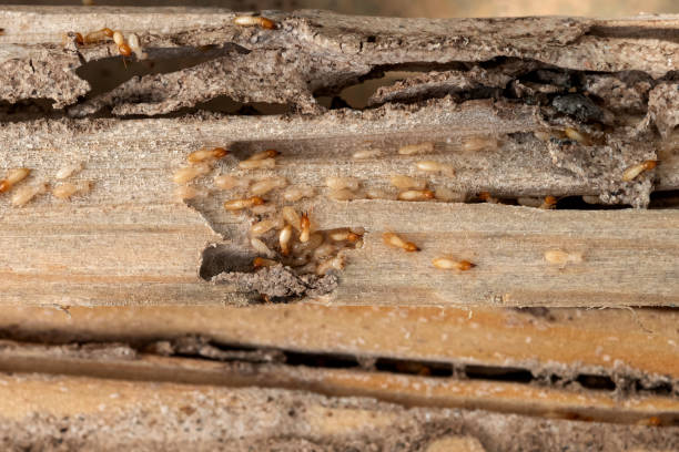 Best Emergency Pest Control  in North Fair Oaks, CA